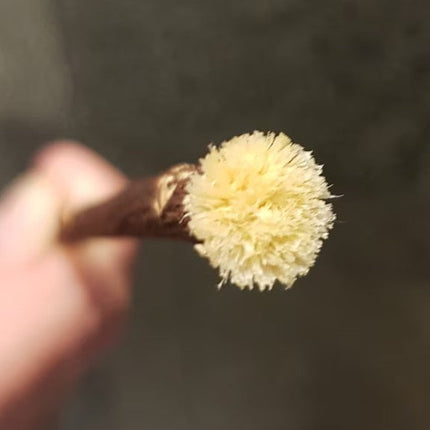 Al-Khair Organic Olive Miswak- Natural Toothbrush - Al-Huda Global Limited