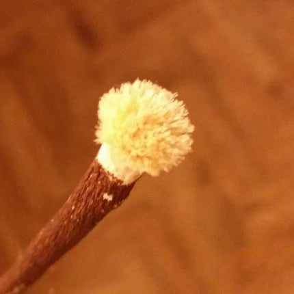 Al-Khair Organic Olive Miswak- Natural Toothbrush - Al-Huda Global Limited