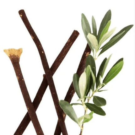 Al-Khair Organic Olive Miswak- Natural Toothbrush - Al-Huda Global Limited